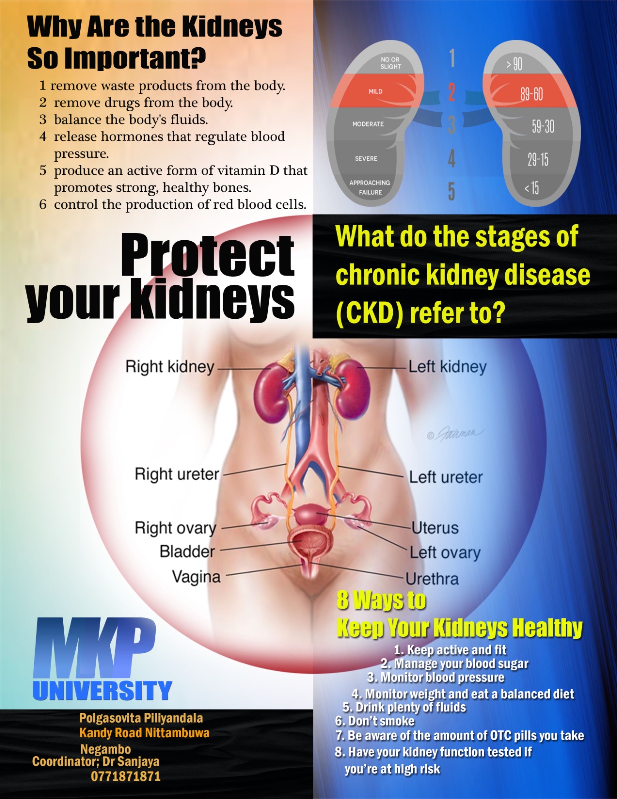 Importance of Kidneys